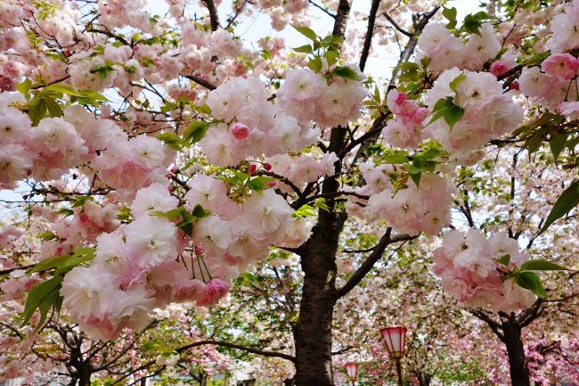 花のまわりみち 造幣局広島支局 豪華で優雅な八重桜に酔いしれて 広島西 佐伯 広島県 の旅行記 ブログ By オリーブさん フォートラベル