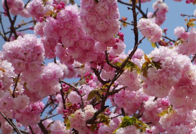 花のまわりみち 造幣局広島支局 豪華で優雅な八重桜に酔いしれて 広島西 佐伯 広島県 の旅行記 ブログ By オリーブさん フォートラベル