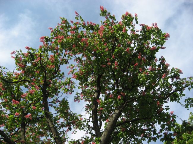 爽やかな風の吹く道を、<br />