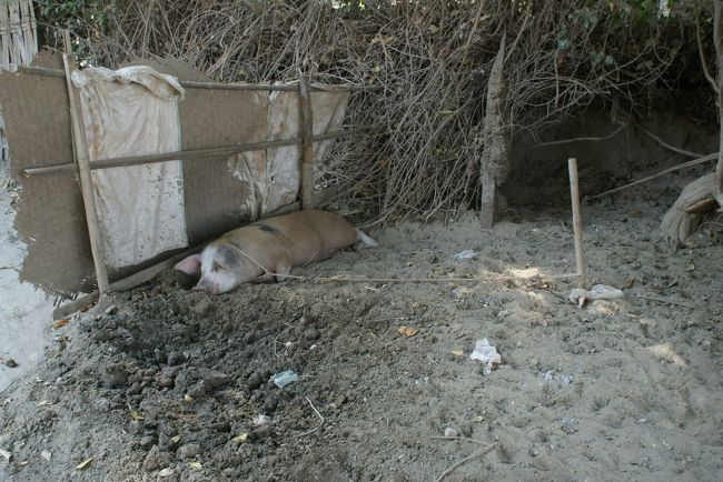 これでよく豚ちゃんは逃げないのね<br />