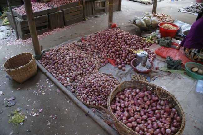 こちらの玉ねぎはデカくならないのね<br />