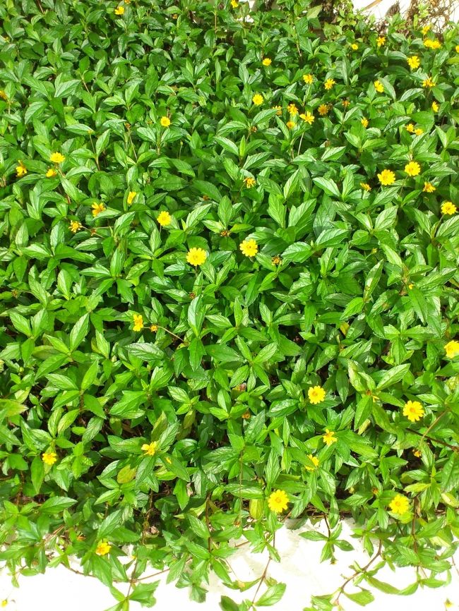 ホテル周り。可愛いお花が沢山咲いていて綺麗だった^ ^