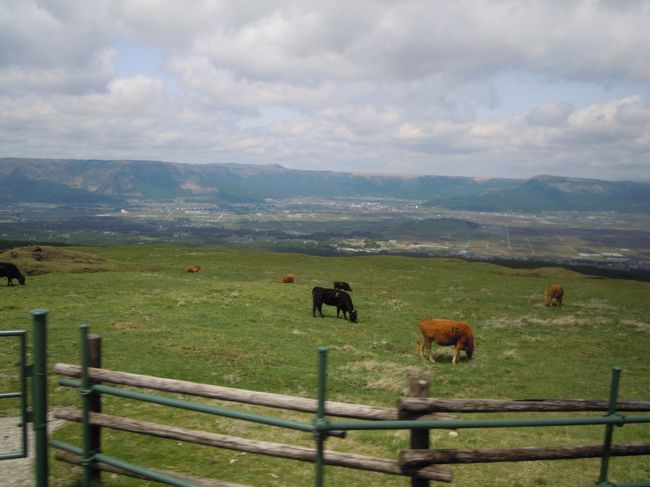 牛も放牧されています。