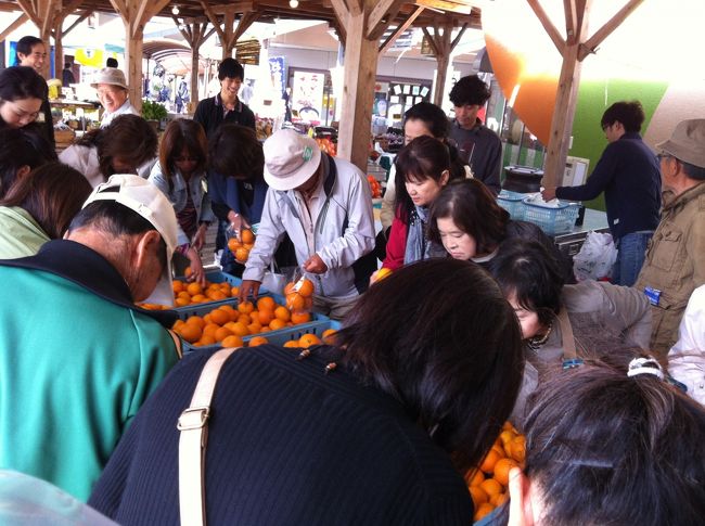 いよいよ詰め放題会場。<br /><br />スイートスプリングというミカンの詰め放題です。<br /><br />小さめのビニール袋を貰いギュッギュッギュ〜！
