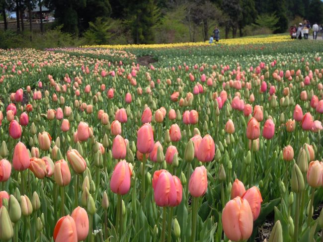 チューリップはちょっと早いと聞いていたけど充分きれい。<br /><br />ほんとだ。蕾がいっぱい。<br /><br />全部咲いたら凄いのでしょうね(゜o゜)