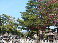 （北野天満宮の風景①）