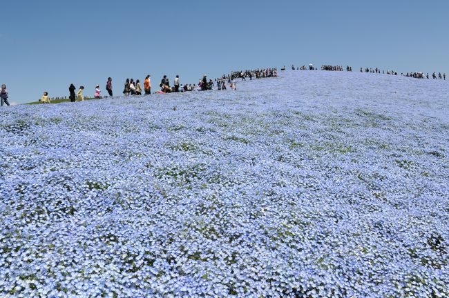 ネモフィラの丘 チューリップそして自生のハマナスを訪ねて ひたちなか 茨城県 の旅行記 ブログ By どーもくんさん フォートラベル