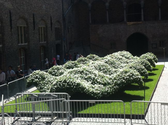 面白い形に刈り込まれています。