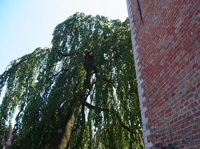 木の種類は分かりませんが、水辺だからでしょうか、見事でした。