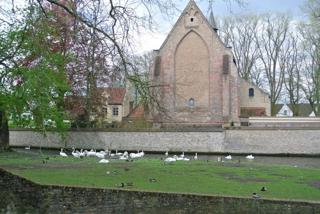 愛の湖公園。<br />　中世の内港。今は運河と水門で仕切られて、白鳥や鴨の天国。