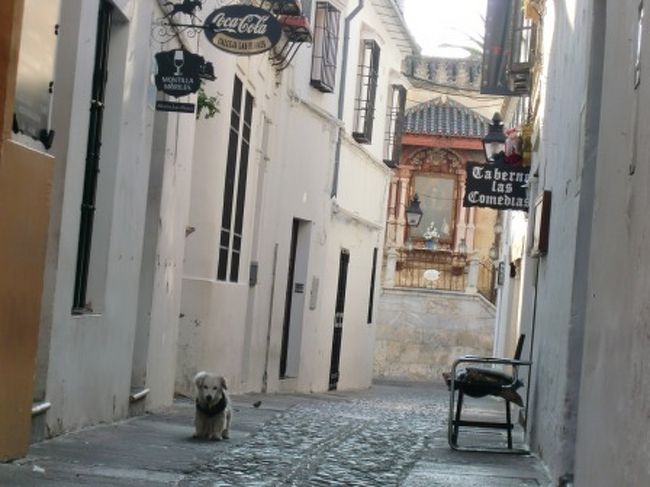 一歩路地裏に入るとこのような雰囲気。<br />でもこれはこれでクリスマスの街の雰囲気を楽しむことができました。<br />但し、散歩の途中で花の小道にも行ってみましたが、こちらはやはり冬では雰囲気がイマイチでした。