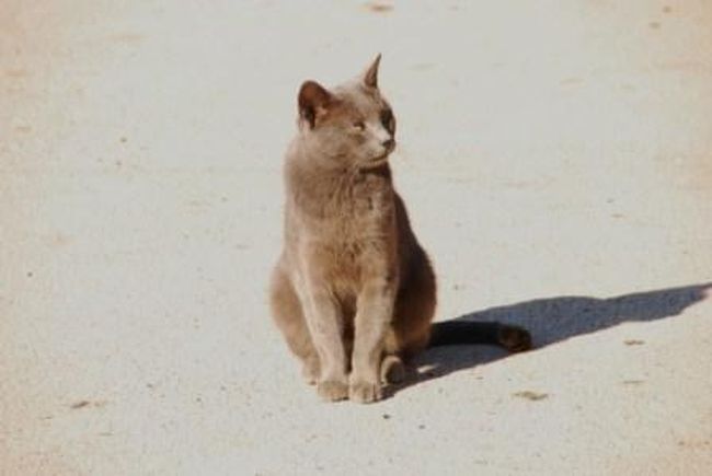 宮殿内には猫が結構住み着いているようでした。<br />中々いいところにお住まいな猫たちです。