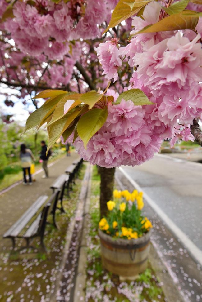 フラワーロード。桜が満開！<br /><br />400ｍの距離ですがシャトルバスが東門まで出ています。