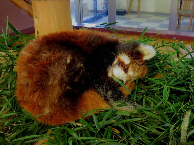 あらっ、リンおばあちゃんお昼寝ですね。<br /><br />リンおばあちゃんは今年１９歳、人間で言えば８０歳を超えるお婆ちゃん。<br />寝ていることも多いですが、長年ウエルカムパンダを務めているだけに起きている時はカメラ目線をくれる可愛いおばあちゃんです。<br /><br />また、後で会いに来ますね。