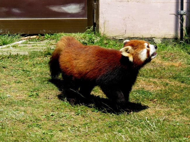 横顔を見て一瞬４月１５日に札幌市円山動物園から引っ越してきたライラちゃん（円山での送る会の様子はこちらの旅行記でどうぞ→http://4travel.jp/traveler/jillluka/album/10766924）かと思いびっくりしましたが・・・