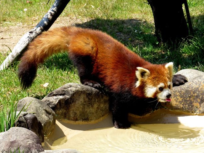 シンシン君は２０１０年６月２４日生まれ、お父さんはシュンシュン君、お母さんはララちゃんです。<br />双子兄弟のヤンヤン君には２度ほど鯖江で会ったことがあるのですが、シンシン君に会うのは今日が初めてです。