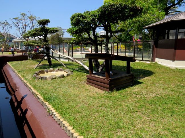 リンおばあちゃんのいるウエルカムルームを出て右手のスロープを下り、直進したところにレッサーパンダ舎があります。<br />アドベンのレッサーパンダ舎は屋外放飼場が１面のみ、屋内展示室はありません。<br />アドベンでは繁殖期以外は基本単独展示で数時間おきに個体を入れ替えます・・・１日中変わらない日もあるようですが・・・。<br /><br />今日の１番手は誰でしょうね？