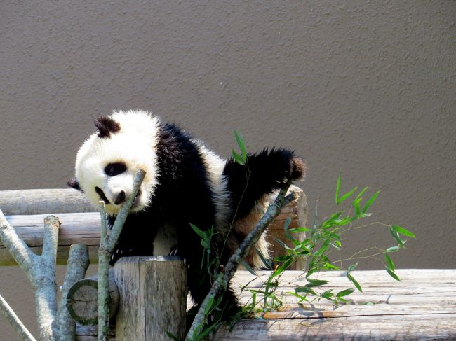 優浜ちゃんはどうやら高い所が好きな様ですね、お母さんが下にいるときでもアスレチックの上に登り一人遊びをしています。