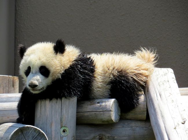 そろそろ生後９ヶ月になり更に行動が活発になってきた優浜ちゃんです。