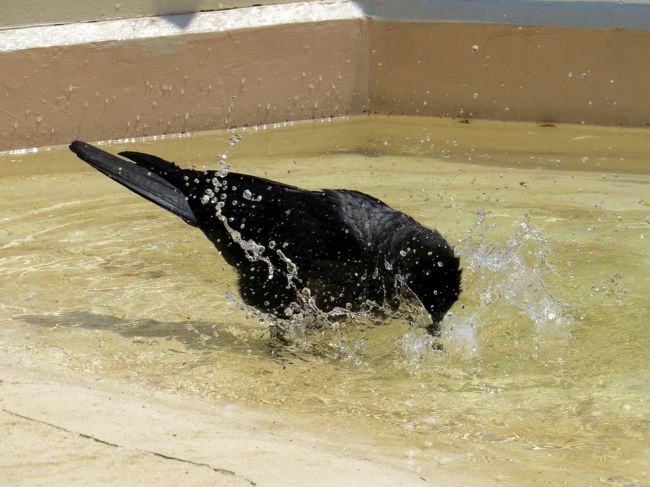 こちらはレッサーパンダ舎の隣のフラミンゴ舎のプールで行水するカラス君、鳥インフルには気を付けてね！！