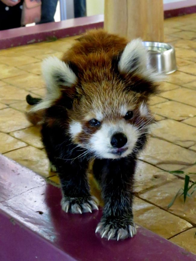 １９歳ですので毛並みが衰えるのは仕方ないですよね。でも、この可憐さ！！<br />カメラ目線で数秒ポーズを決めてくれました！！<br />あるがとう、リンおばあちゃん！！