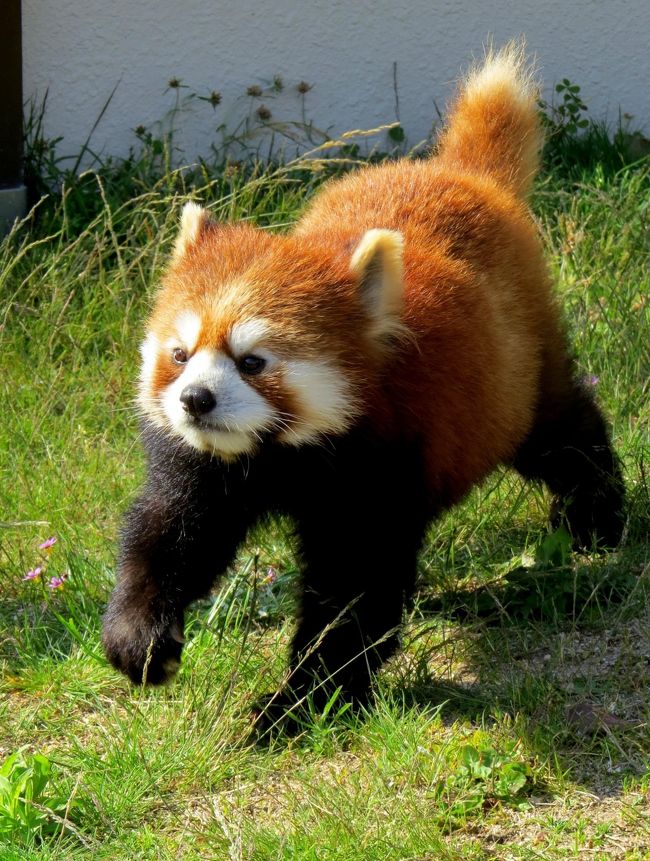 歩く姿は驚異的にキュート！！<br /><br />