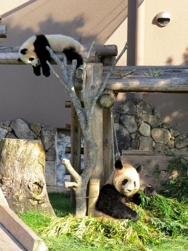 こちらはブリーディングセンターの母娘。<br />良浜ママは起きている時はひたすら食べてますね、優浜ちゃんはたれぱんだ。<br /><br />今日はナイター営業で２０時過ぎまで営業です、頑張って！！