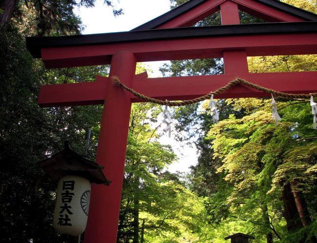 <br />　前日、特に予定もなかったのですが、<br /><br />せっかくなので日吉大社に参拝。<br /><br />日本で唯一の独特の形をした山王(さんのう)鳥居、<br /><br />別名「合掌鳥居」。<br /><br />ここは紅葉でも有名ですね。<br /><br />その様子はねいちゃさんがアップしています。