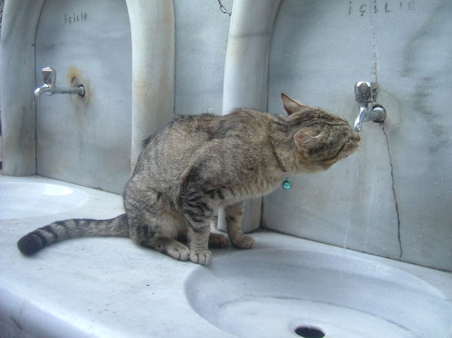 モスクにお参りする時には、手と足と口をすすぐのよと、ネコのアルビシがおしえてくれた。<br />猫を呼ぶときはブスブスブス、犬（キョベッキ）の時はチョクチョクチョク