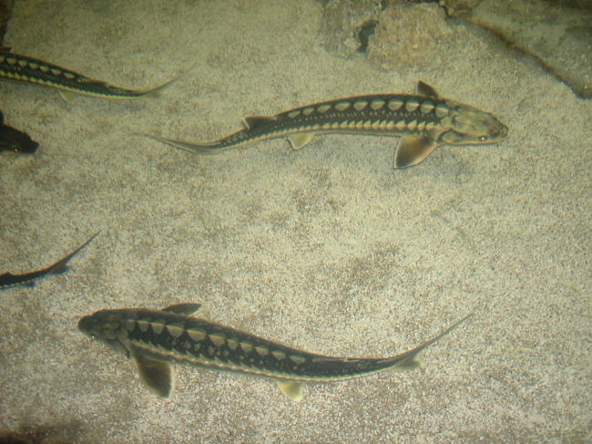 ２０１１年４月にヨーロッパ最大級の水族館がオープンしたと、歩き方に２ページも裂いて紹介されていた。ＨＰではサメと一緒に結婚式を挙げれるような事も書いてあったので、イェニカブから汽車で行く。フロルヤ駅で降りなければいけないのに一つ手前で降りてしまった。駅前からタクシーに乗って行く。（９リラ）２２リラの入場料を払った割には大したことはなかった。沖縄の美ら水族館や、大阪の海遊館と比べる方が無理なのかもしれない。<br />隣に建築中のショッピングセンターの方が大きくて気になった。<br />いろいろなＨＰで見たショッピングマーケットの中にある水族館とは違うようだ。<br /><br />帰りはフロルヤ駅まで前で待っているタクシーで６リラ。<br />汽車代は記憶にないが４０リラ（１８００円）以上出してまで行く値があるかどうか？