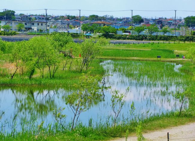 北総Walk-3 大柏川第一調節池緑地ひとめぐり ☆洪水防災と自然環境の創造を