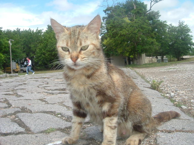 イズミールのオトガルはものすごく大きかった。全国に通じているようだ。バス会社ＹＡＬＯＶＡのカウンターに行くとマネージャーの席にぽつんと置いてあった。それそれと指をさすだけで渡してくれた。わざわざ宿の親父さんに、いきさつまで書いてもらって心配していたのにあっさりと還ってきた。<br /><br />右端の方のドルムシュ乗り場へ行くと、係員風の人にバスマネ駅と言うと、プロブレムなんとかかんとか２リラと言って、タクシーを指さす。乗り合いタクシー見たいので、３０分ほど待つ。４人のメンツが揃って出発。１人３，５リラなのにえらく遠くて４０分もかかった。<br />どうもバスマネ駅ではない様で港のすぐ横の考古学博物館前のバスターミナルに着いた。<br /><br />メトロに乗るが乗車券が買えない。次の客に２リラ払ってカードを２回かざしてもらって一緒に入る。２つ目のバスマネ駅で降りる。<br />明日のパムッカレ（ＤＥＮＩＺＬＩ）行の時刻と料金(２０リラ）を聞いておく。街中は相当にぎやかで、キャバレーや劇場などのネオンがきらめいていた。