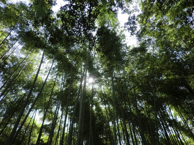 木漏れ日もよいね。