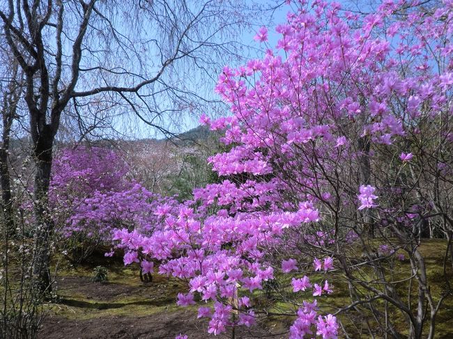 天龍寺の庭園はツツジが見ごろでした。