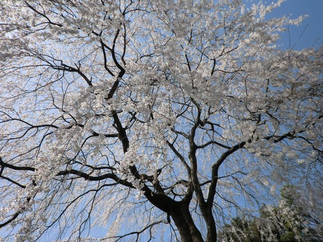 見事なしだれ桜。