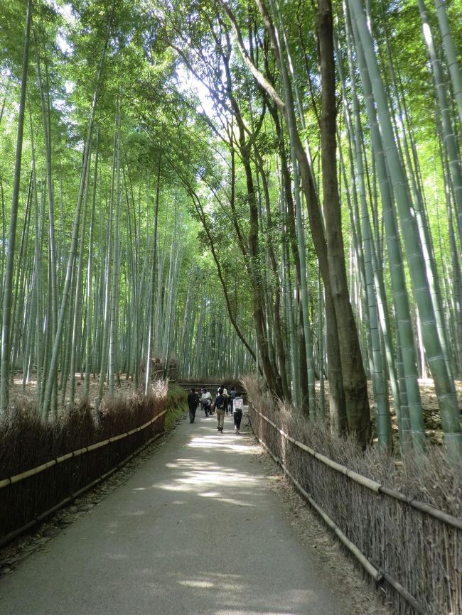 竹林の道！この時点でお昼なので人が増えてきました。