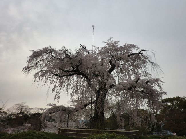 円山公園のしだれ桜は有名なんですね〜<br />花見客、観光客でごった返してました。
