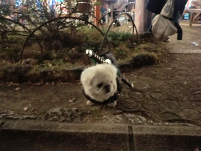 サムライわんちゃんがいたのでパチリ。かわいい〜(о´∀`о)