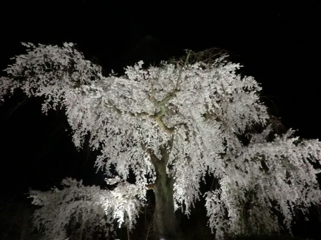 夜桜も見事です。