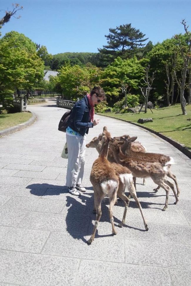 鹿も・・・なついていました<br /><br />Also deer ... It had become familiar.