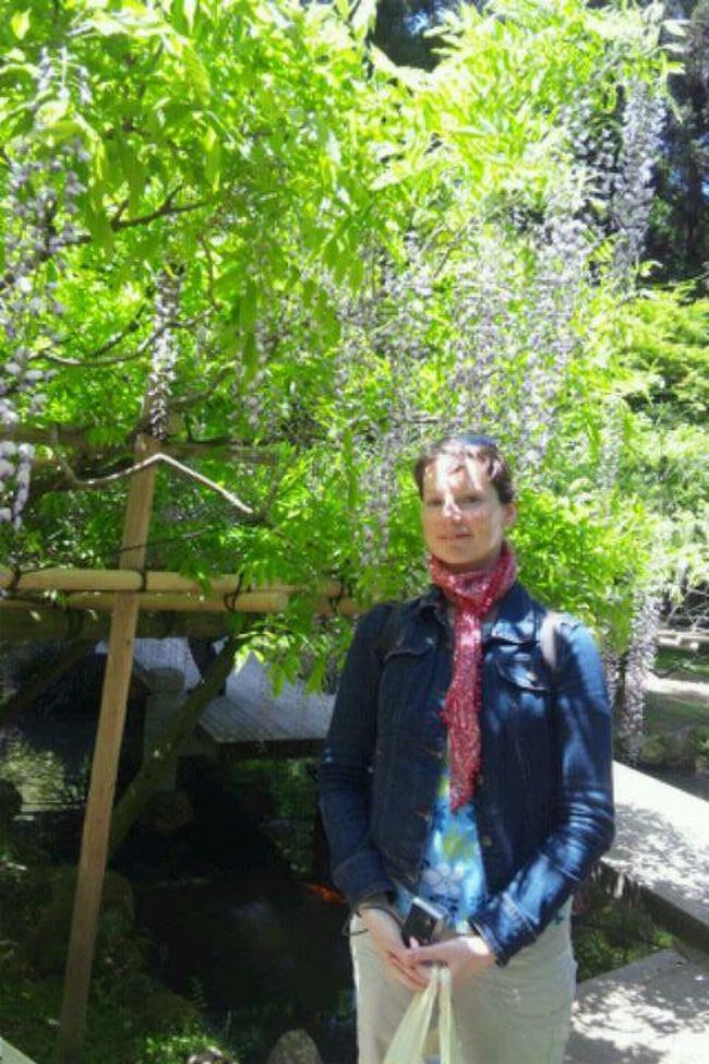 5月・・多種類の藤の花が満開でしたよ<br /><br />日本文化を楽しんで、無事にブルガリアまで帰国してください<br /><br />May .. The flower of Fuji of varieties was full bloom. <br />Please enjoy Japanese culture and go back to Bulgaria safely. 