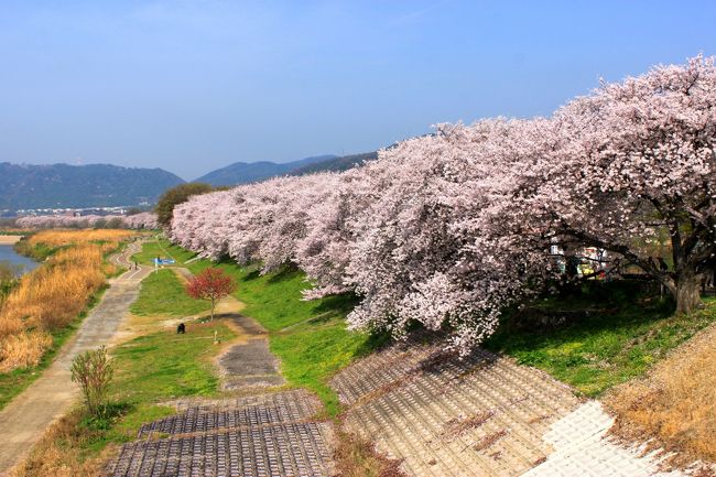 八幡　背割堤の桜は満開