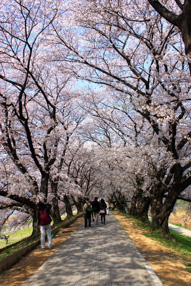 桜のトンネルを散歩