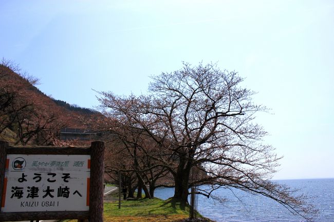 滋賀県　琵琶湖海津大崎<br /><br />湖岸沿いの桜並木は蕾が膨らんでいるぐらい〜<br />大阪とは随分温度差があるんですねぇ