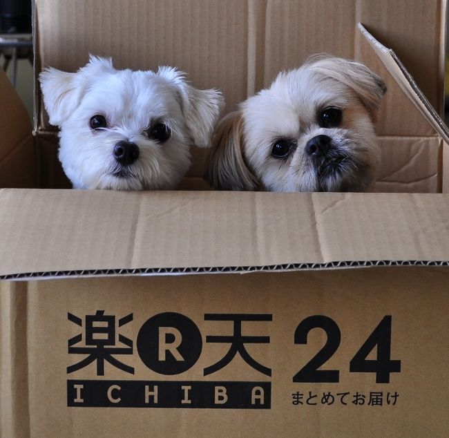 ■日付が変わります<br /><br /><br /><br />⑦　　２日　　↑<br /><br /><br />------------------------------------<br /><br /><br />⑧　　３日　　↓<br /><br />義母が自宅に来てくれてビッキーi ちゃんの<br />面倒をみてくれるようになって私達は気楽に<br />旅行に出れるようになりました。でも、たま<br />には全員旅行もしたい！