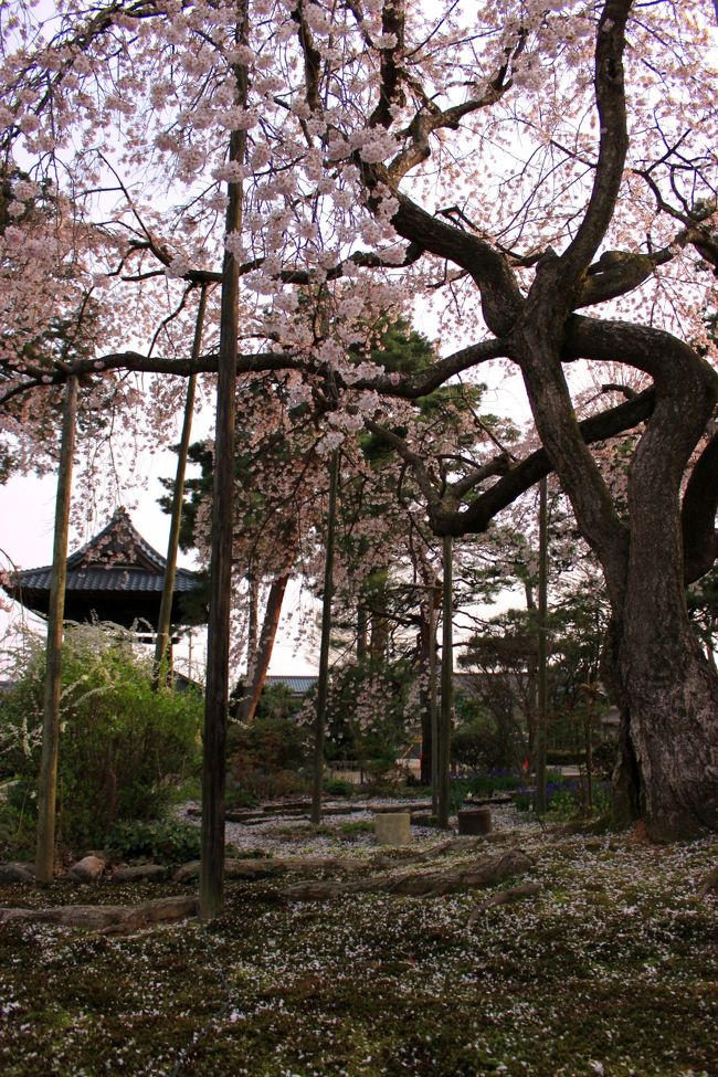 3/28が満開だったそうで<br />