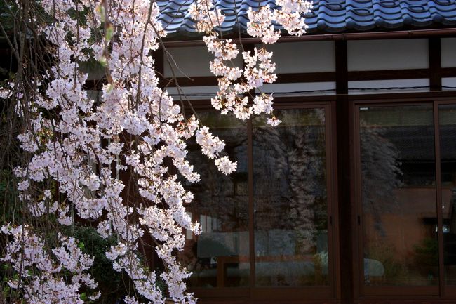 窓ガラスに映る枝垂れ桜