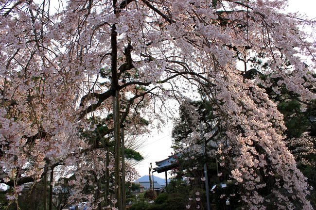 枝垂れ桜の向こうに見えるのは<br />日野山だそうです。