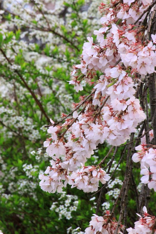 枝垂れ桜と雪柳