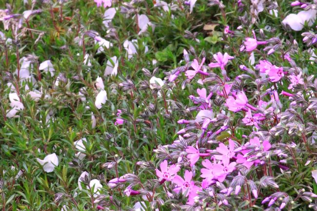 散り落ちた花びらと咲き始めた芝桜
